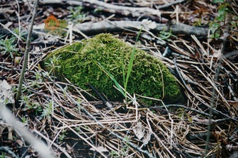 Beauty of a Moss Covering by Sandra K. Ziebold